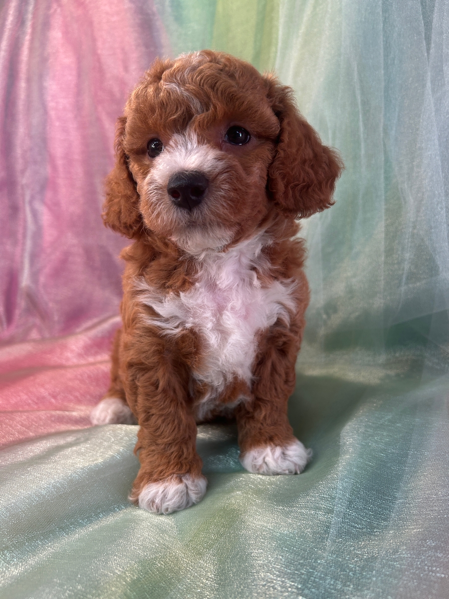 Female Red Bichon Poo with White Markings DOB 5-29-2024 $1200